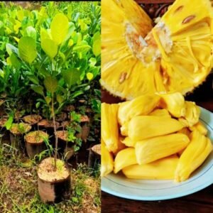 Nangka j33 01