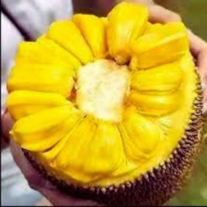 Nangka j33 02
