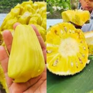 Nangka j33 03